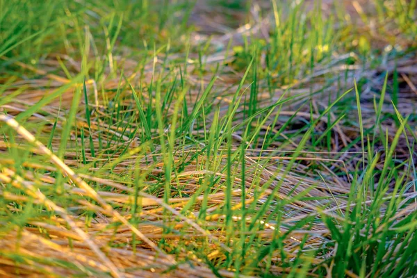 Helder Groen Verse Lente Gras Groeien Werf Close — Stockfoto