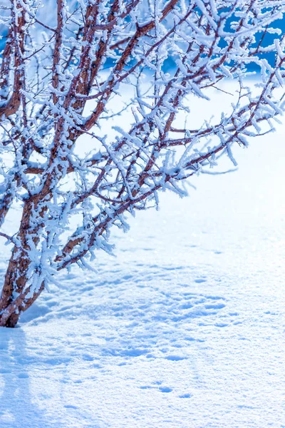 Frosty Branches Covered White Hoarfrost Wintry Countryside — Stock Photo, Image