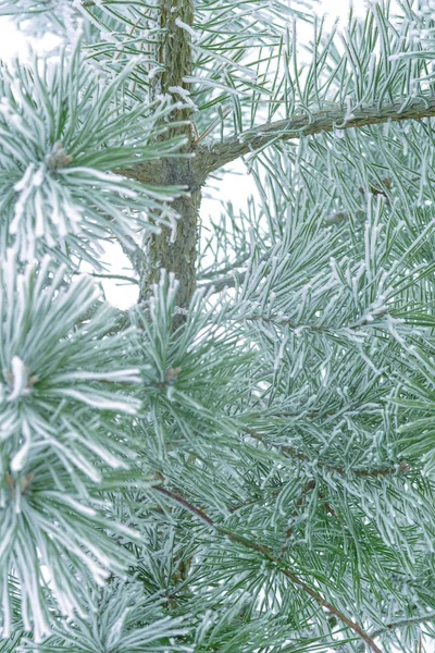 Pine Tree Green Needles Covered Snow Close — Stock Photo, Image