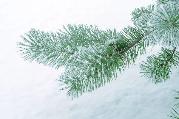 Pine Tree Green Needles Covered Snow Close — Stock Photo, Image