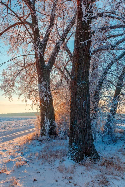 Landelijke Weg Besneeuwde Bomen Bij Zonsondergang Het Winterse Landschap — Stockfoto