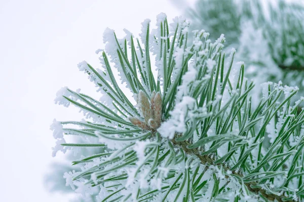 Aghi Verdi Pino Ricoperti Neve Primo Piano — Foto Stock