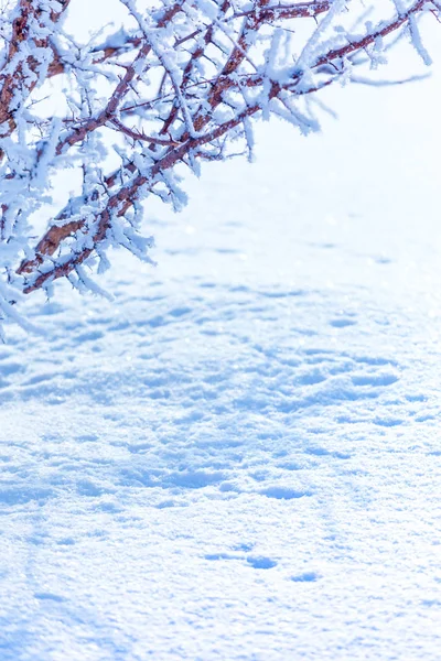 Frosty Branches Covered White Hoarfrost Wintry Countryside — Stock Photo, Image