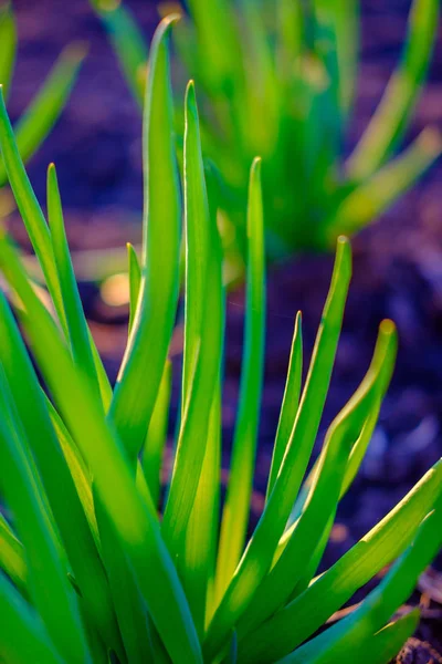 Bright Green Fresh Spring Grass Growing Yard Close — Stock Photo, Image