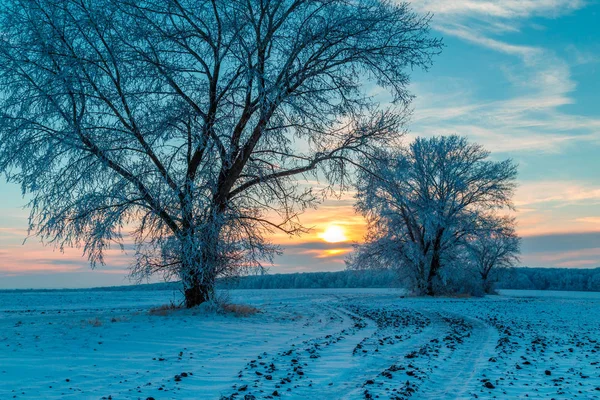 Landelijke Weg Besneeuwde Bomen Bij Zonsondergang Het Winterse Landschap — Stockfoto