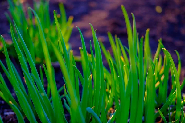 Helder Groen Verse Lente Gras Groeien Werf Close — Stockfoto