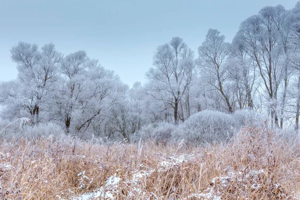 在寒冬的田野里 草和树木被霜冻覆盖 — 图库照片