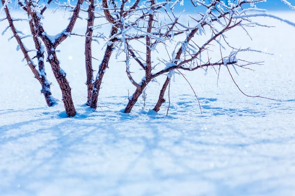 Ramos Gelados Cobertos Geada Branca Campo Invernal — Fotografia de Stock