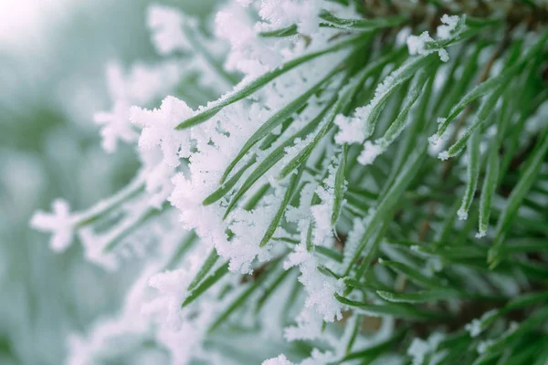 Зелёные Иголки Сосен Покрытые Снегом Крупным Планом — стоковое фото