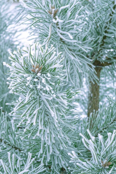 Aghi Verdi Pino Ricoperti Neve Primo Piano — Foto Stock