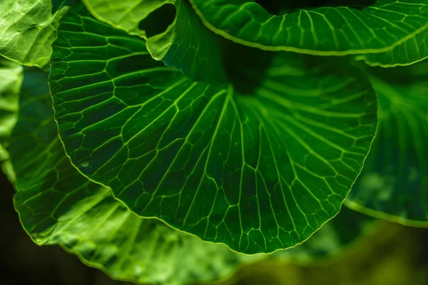 Folhas Repolho Luz Solar Brilhante Horta — Fotografia de Stock