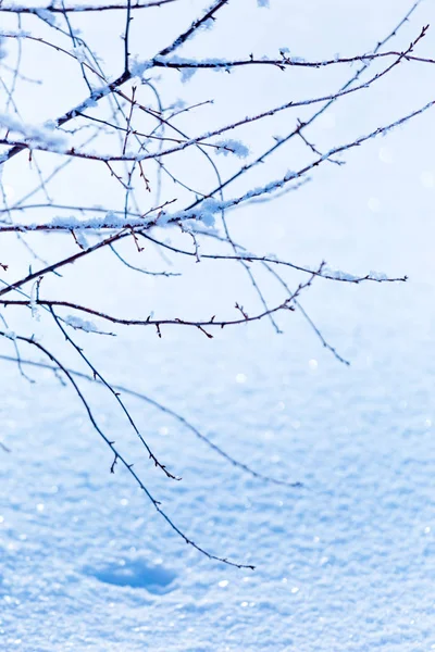 Ramos Gelados Cobertos Geada Branca Campo Invernal — Fotografia de Stock