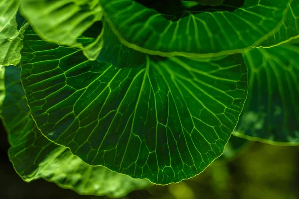 Folhas Repolho Luz Solar Brilhante Horta — Fotografia de Stock