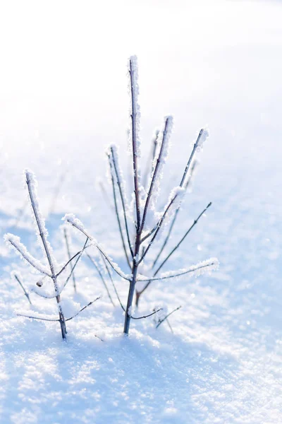 Ramas Heladas Cubiertas Hoarfrost Blanco Campo Invernal —  Fotos de Stock