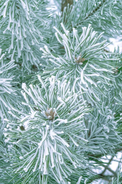 Sosna Drzewo Zielone Igły Pokryte Śniegiem Zbliżenie — Zdjęcie stockowe