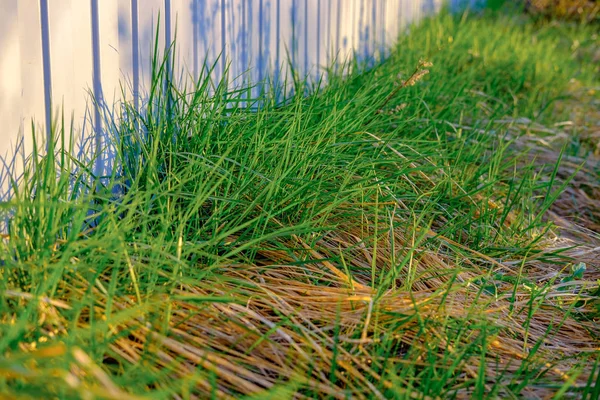 Helder Groen Verse Lente Gras Groeien Werf Close — Stockfoto