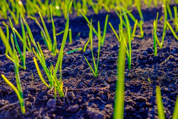 Bright Green Fresh Spring Grass Growing Yard Close — Stock Photo, Image