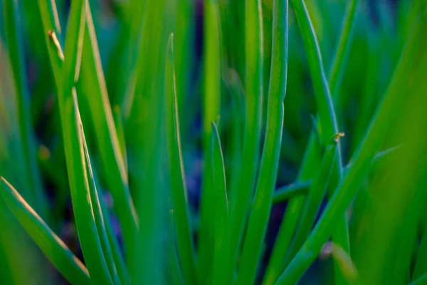 Helder Groen Verse Lente Gras Groeien Werf Close — Stockfoto