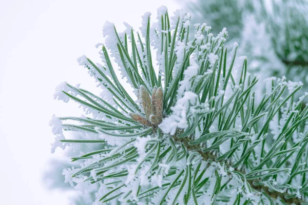 Aghi Verdi Pino Ricoperti Neve Primo Piano — Foto Stock