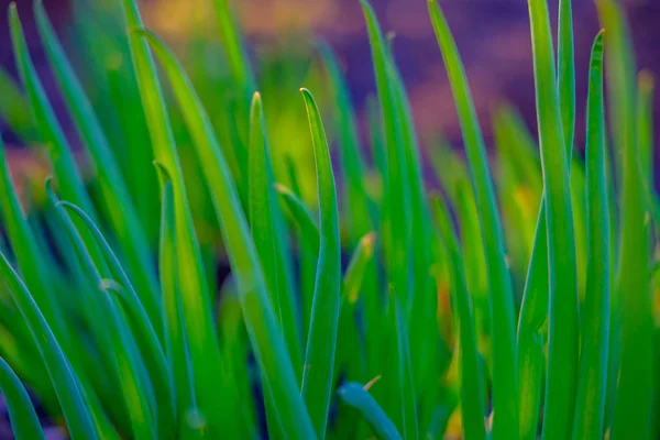 Bright Green Fresh Spring Grass Growing Yard Close — Stock Photo, Image