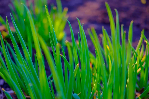 Verde Brillante Hierba Fresca Primavera Que Crece Patio Primer Plano — Foto de Stock