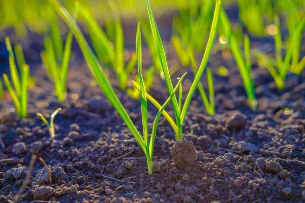 Bright Green Fresh Spring Grass Growing Yard Close — Stock Photo, Image