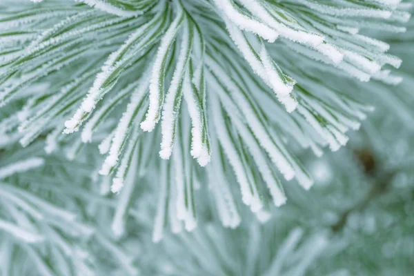 Agulhas Verdes Pinheiro Cobertas Neve Close — Fotografia de Stock