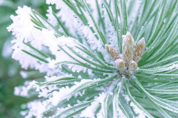 Aghi Verdi Pino Ricoperti Neve Primo Piano — Foto Stock