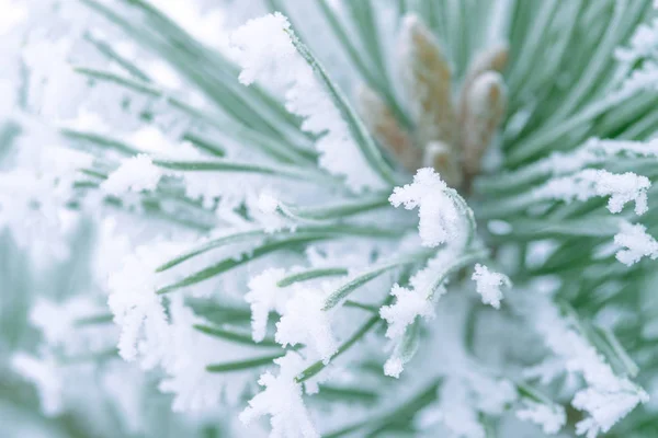 Grønne Furunåler Dekket Snø Tett Inntil – stockfoto