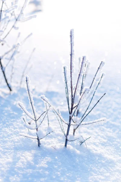 Ramas Heladas Cubiertas Hoarfrost Blanco Campo Invernal —  Fotos de Stock