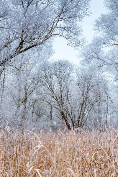 Grama Campo Árvores Cobertas Geada Campo Invernal — Fotografia de Stock