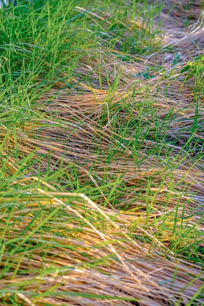 Λαμπερό Πράσινο Φρέσκο Ανοιξιάτικο Γρασίδι Που Αναπτύσσεται Στην Αυλή Κοντινό — Φωτογραφία Αρχείου