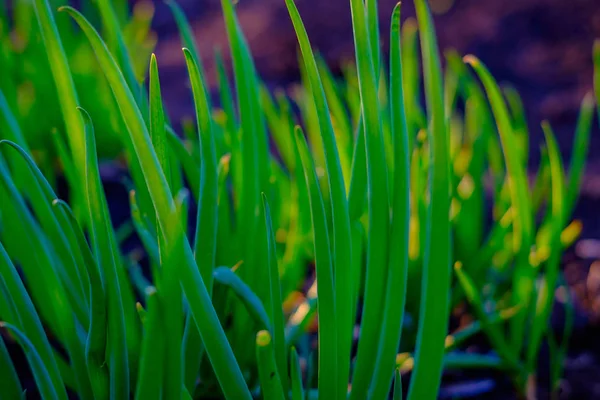 明亮的绿色新鲜春草生长在院子里 — 图库照片
