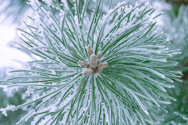 Pine Tree Green Needles Covered Snow Close — Stock Photo, Image