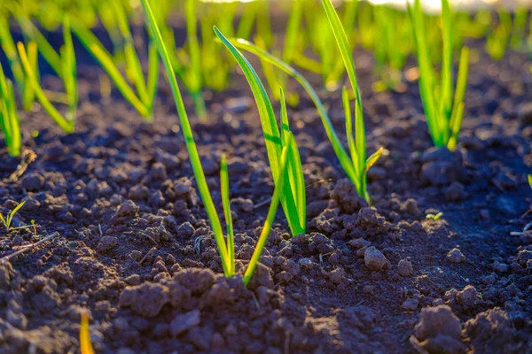 Bahçede yetişen parlak yeşil taze bahar otu, yakın çekim