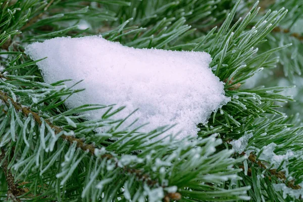 Pine Tree Green Branch Covered Snow Close — Stock Photo, Image