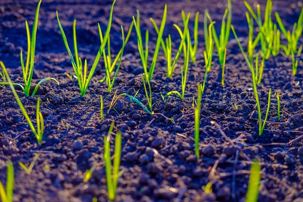 Bright Green Fresh Spring Grass Growing Yard Close — Stock Photo, Image