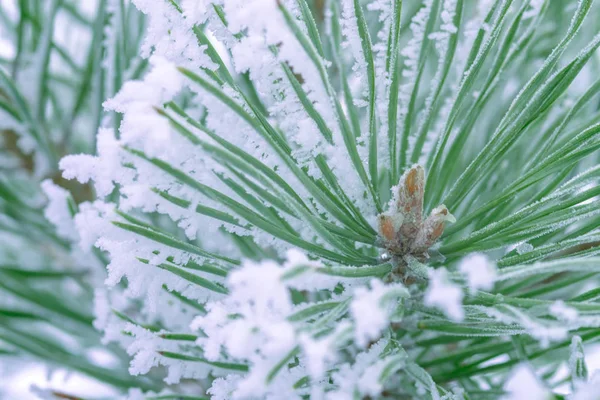 Aghi Verdi Pino Ricoperti Neve Primo Piano — Foto Stock