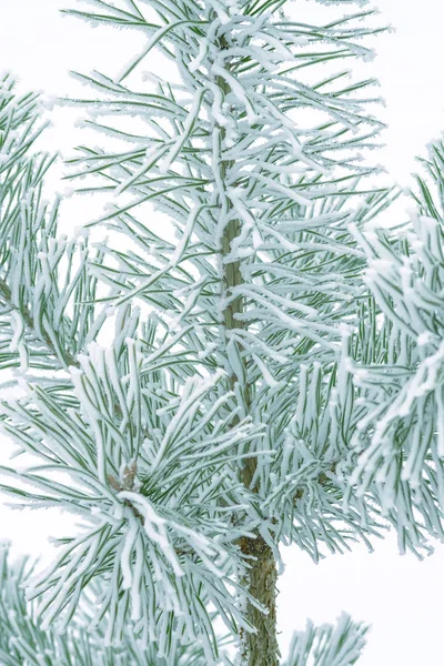Pine Tree Groene Naalden Bedekt Met Sneeuw Close — Stockfoto