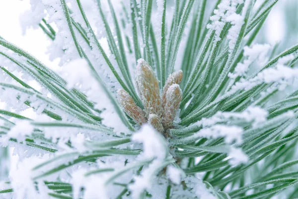 Aghi Verdi Pino Ricoperti Neve Primo Piano — Foto Stock