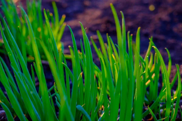 Helder Groen Verse Lente Gras Groeien Werf Close — Stockfoto