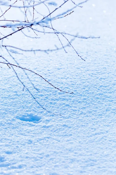 Frosty Branches Covered White Hoarfrost Wintry Countryside — Stock Photo, Image