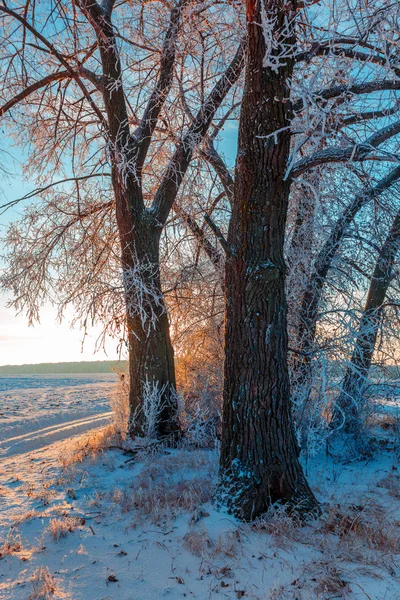 Wintry Kırsal Gün Batımında Kırsal Yol Karla Kaplı Ağaçlar — Stok fotoğraf