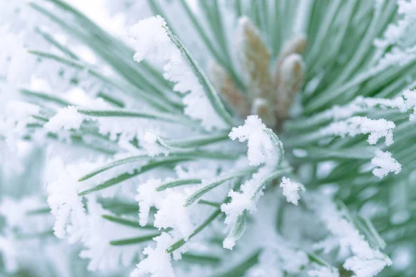 Aghi Verdi Pino Ricoperti Neve Primo Piano — Foto Stock