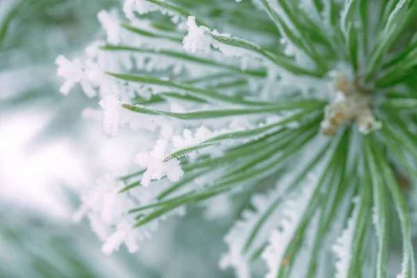 Grønne Furunåler Dekket Snø Tett Inntil – stockfoto