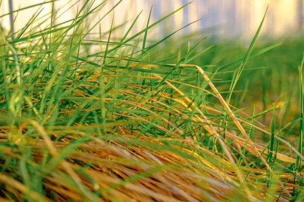 Bright Green Fresh Spring Grass Growing Yard Close — Stock Photo, Image