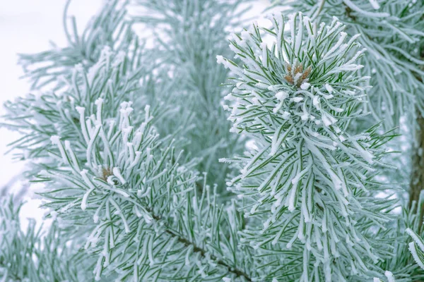 Pine Tree Green Needles Covered Snow Close — Stock Photo, Image