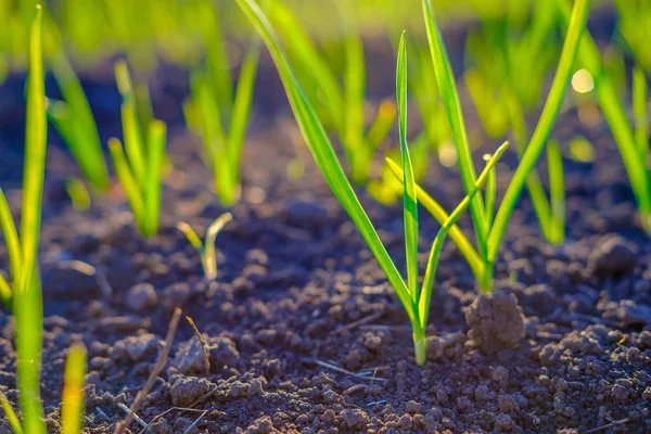 Bright Green Fresh Spring Grass Growing Yard Close — Stock Photo, Image