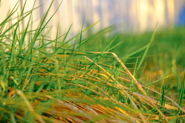 Bright Green Fresh Spring Grass Growing Yard Close — Stock Photo, Image