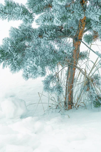 Pine Tree Old Grass Snow Covered Park Winter Season — Stock Photo, Image